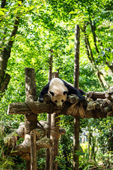 Giant panda resting on a wooden climbing platform in the lush green summer forest at Panda Valley, Chengdu, China © Marius Karp