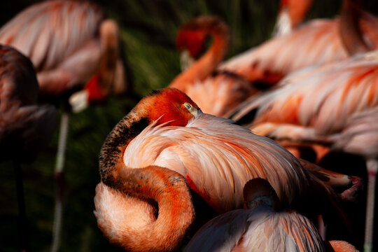 Flamenco