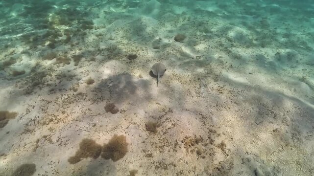Small bluespotted ribbontail ray seen during snorkeling in Marsa Alam, Red Sea. Underwater video