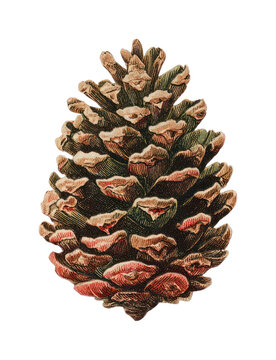 PNG Vintage pine cone botanical illustration isolated on white