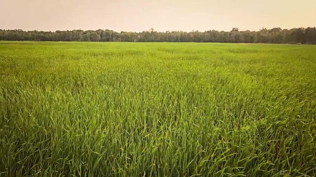 Wetland Marsh with Cattails and Distant Tree Line Video with Copy Space