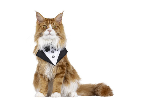 Handsome red with white Maine Coon cat youngster, sitting up facoing front wearing black bow tie. Looking festive towards camera. Isolated  cutout on a transparent background.
