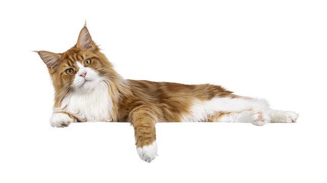 Handsome red with white Maine Coon cat youngster, laying down side ways on edge. Looking like little lion towards camera. Isolated  cutout on a transparent background.