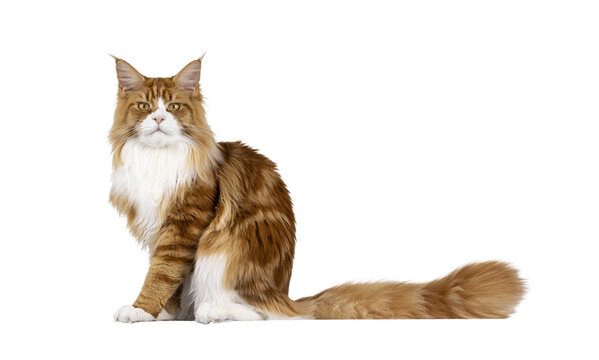 Handsome red with white Maine Coon cat youngster, sitting up side ways. Looking like little lion towards camera. Isolated  cutout on a transparent background.