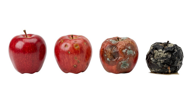 Red apple decomposition process 4 stages fresh spots shriveled moldy to rotten black apple isolated stock asset