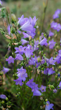 Campanula bellflower cluster in meadow vegetation