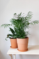 Fototapeta premium Two potted plants sit neatly on a white table