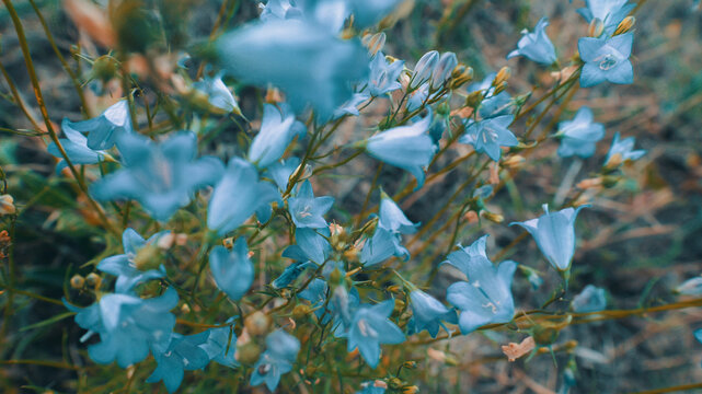 Blue bellflower Campanula cluster