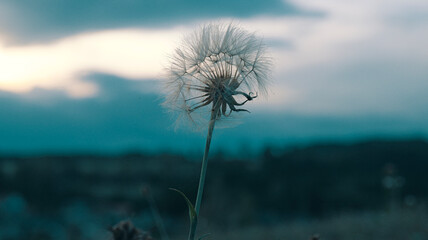 Dandelion seed structure Taraxacum officinale © Gabriela