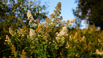 Yarrow Achillea millefolium white flower cluster © Gabriela