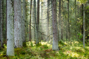 Obraz premium Sunlight filters through a quiet conifer forest with mossy ground and tall straight trees. Peaceful woodland scene creates a fresh natural atmosphere.