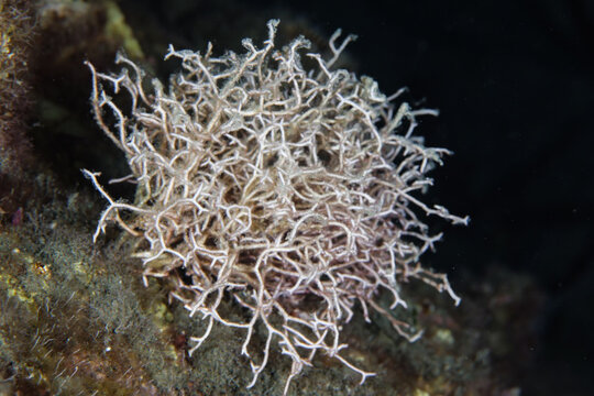 Liagora viscida algae