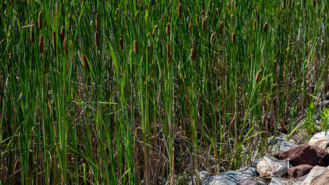 Cattails in constructed stormwater management wetland with riprap rocks. Green Infrastructure, Bioremediation, and Civil Engineering