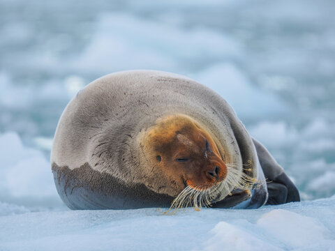 Bearded seal (Erignathus barbatus) resting on sea ice in Arctic
