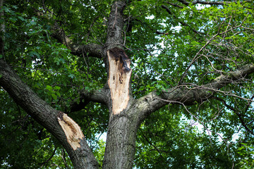 Fototapeta premium An oak tree with codominant limbs where branches have split and come off from a structurally weak union.