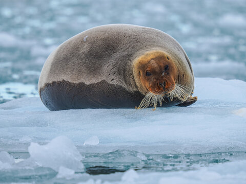 Bearded seal (Erignathus barbatus) resting on sea ice banner