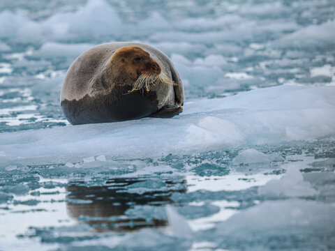 Bearded Seal (Erignathus barbatus) on Ice Floe, copy space