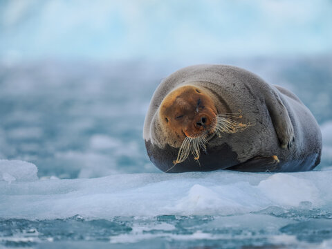 Bearded seal (Erignathus barbatus) resting on sea ice, copy space