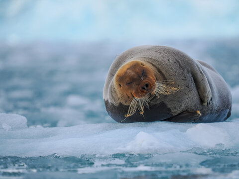 Bearded seal (Erignathus barbatus) resting on sea ice banner