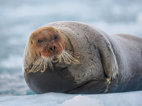 Bearded seal (Erignathus barbatus) resting on sea ice in Arctic
