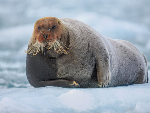 Bearded seal (Erignathus barbatus) resting on sea ice in Arctic