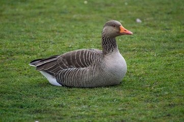 Greylag goose resting on grassy wetland © Josh