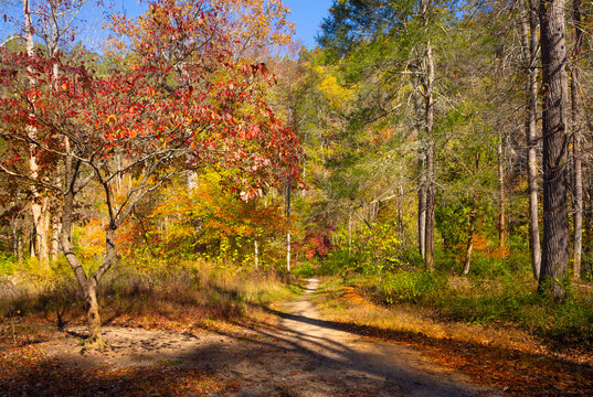 Beautiful autumn color surrounds a narrow trail leading into the forest at a state park in Virginia, USA