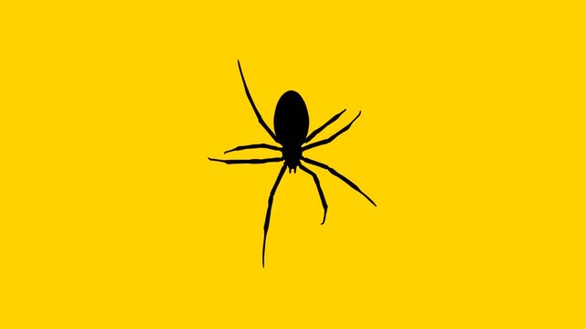 Animation with a spider walking on the yellow background (seamless loop)