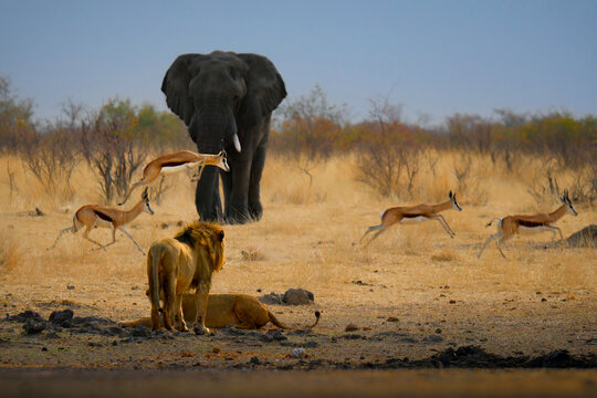 African Lion Panthera leo with Elephant and Springbok Herd