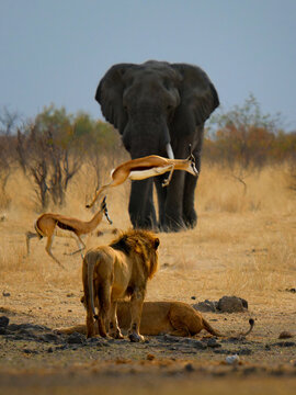 African Lion Panthera leo, Leaping Springbok and Elephant