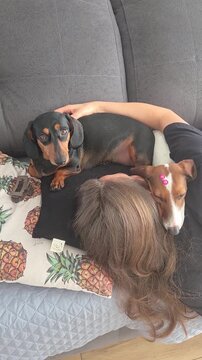 mulher com cachorro fofo da ra&ccedil;a duchshund 
