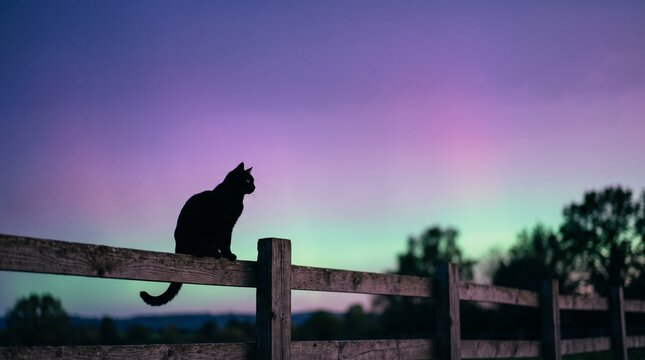 Silhouette of a cat sitting on a wooden fence under colorful northern lights sky