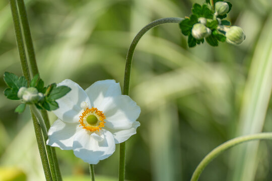 A single white Japanese anemone opens fully, its golden center glowing against soft green foliage. Curved stems and tight green buds frame the blossom nearby.