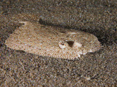 Wide-eyed flounder