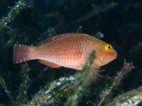 Juvenile parrotfish from the Mediterranean Sea