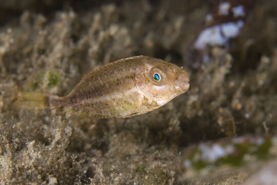 Juvenile Siganus luridus