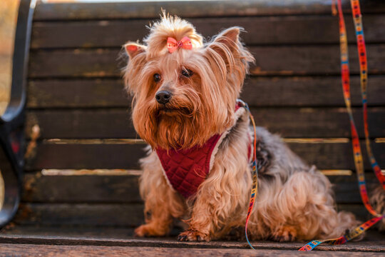 Dog sits on a bench in a park with a colorful leash and a bow on its head during sunny weather