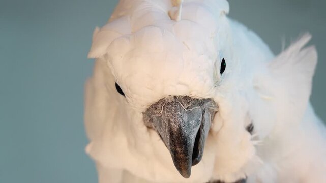 Close up profile of a sulfur-crested cockatoo showing bright yellow crest feathers and black beak against a soft neutral background. Detailed portrait of exotic white parrot looking at camera.