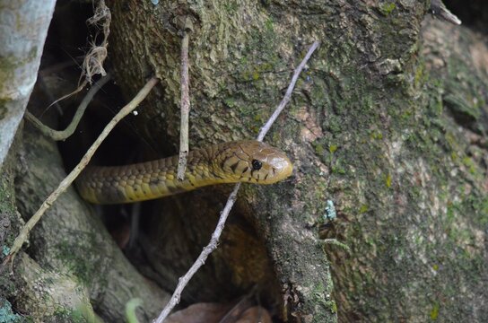 A photograph of a highly venomous Forest cobra (Naja subfulva) emerging from a hollow in a tree trunk in Mntunzini,  KwaZulu-Natal, South Africa.