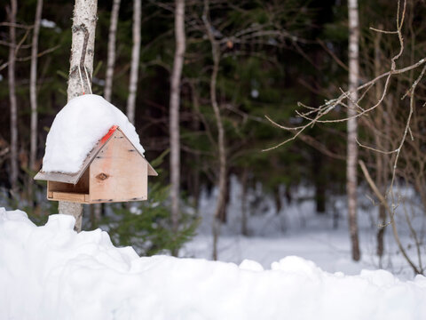 diy bird feeder in winter