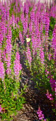 Obraz premium Flowers bloom in a garden with a butterfly flying among them