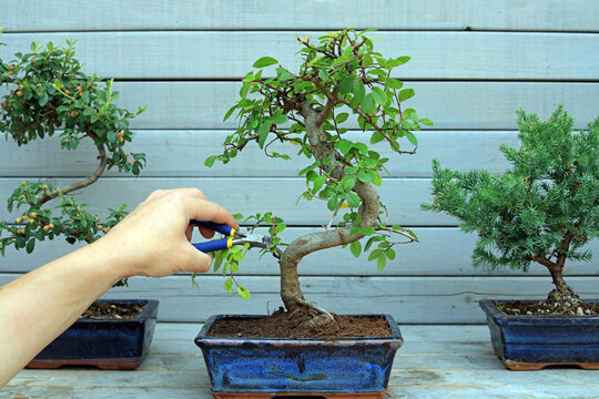 gardener using a pair of cutters to trim and shape a Chinese Elm bonsai tree.