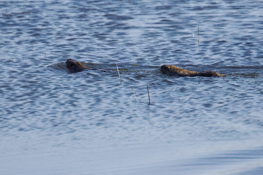 Two coypus swim in the lake, slight waves on the lake, coypus swim away, shimmering blue lake, brown fur of the coypus, sunny day, rodent in the pond, Myocastor coypus