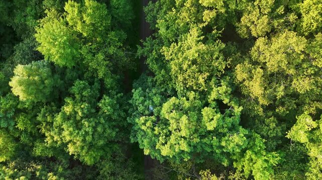 Scenic drone view of a silver car as it drives along a dirt road through a lush green forest in the USA. Wilderness, adventure, travel, and freedom. 4K.