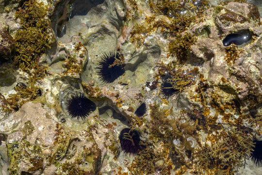 Black Sea Urchins Nestled in Shallow Coastal Rock Pools