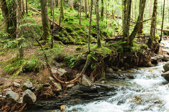 Scenic mountain stream flowing by mossy forest riverbank with tree roots.