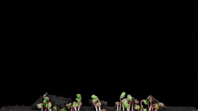 Timelapse of China Rose radish microgreens germinating and growing in a rhizobox over 8 days, showing sprouts, stems and leaves. Transparent background with alpha channel, horizontal video.