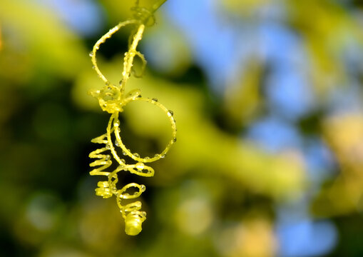Curled green tendril of wild cucumber Echinocystis lobata with water drops in a riverside thicket on the bank of the Oka River in Oryol Russia, macro nature detail with copy space