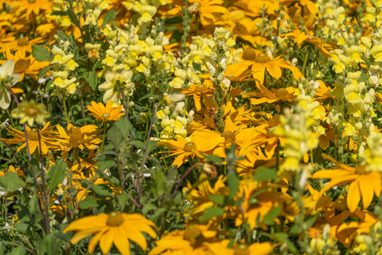 A dense flower bed overflows with orange rudbeckia blossoms interspersed with pale yellow snapdragons. Green stems and leaves fill every gap between the tightly packed blooms.