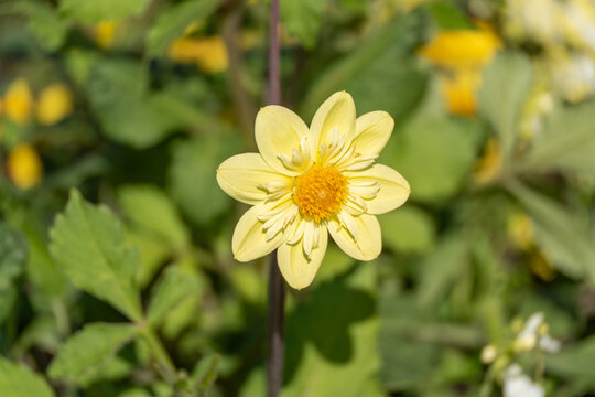 A pale yellow dahlia opens its petals around a bright orange center against soft green foliage. Blurred yellow blossoms glow gently in the sunlit background.